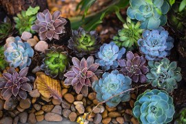 photo of a group of colorful echeverias